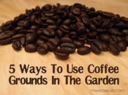 5 approaches to Use Coffee Grounds when you look at the outdoors