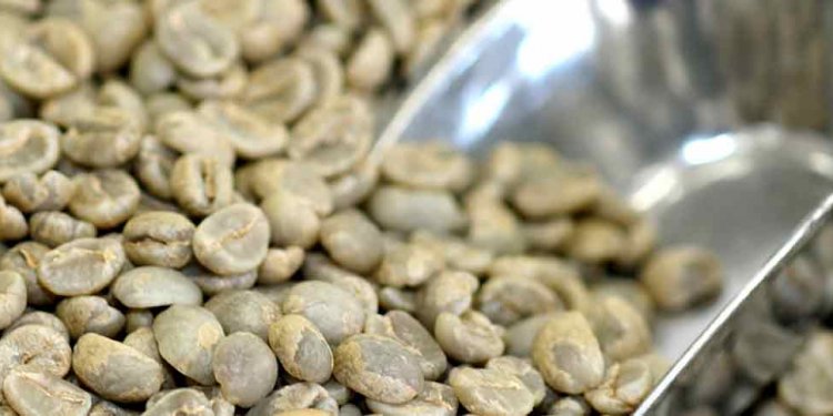 How to make decaf coffee beans?