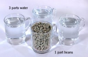 Measuring for green bean plant