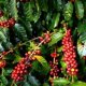 Information About coffee plant