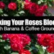 Used coffee grounds Fertilizer