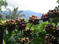 Sumatran Coffee Tree