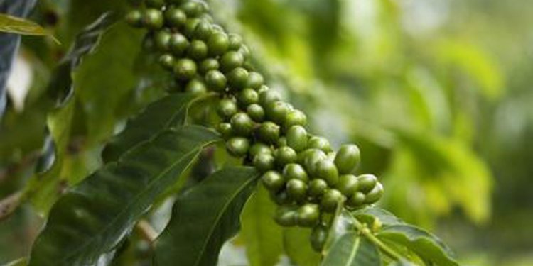 Green coffee beans uses